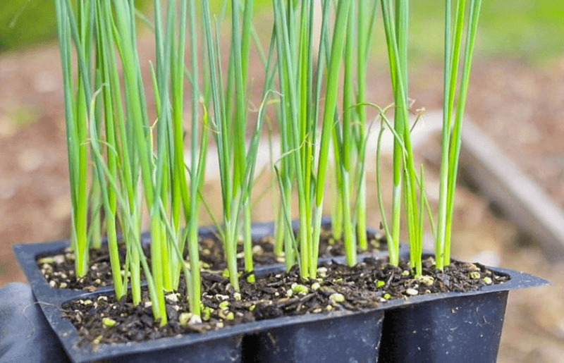 выращивать лук